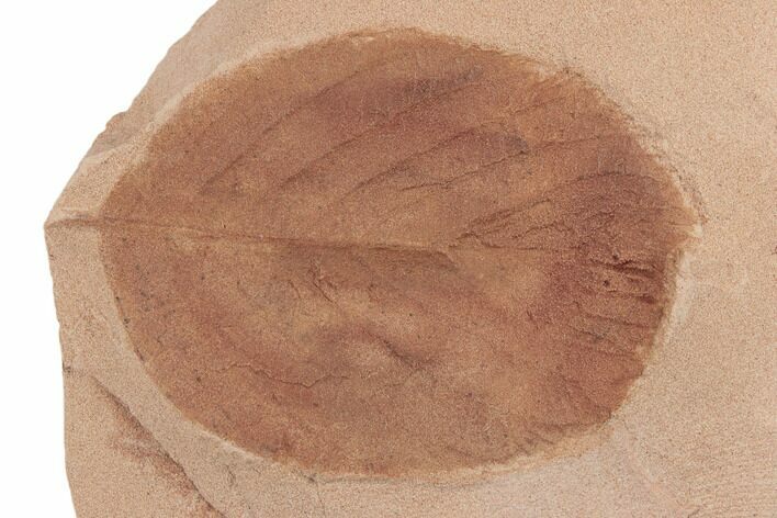 Red Fossil Walnut Leaf (Juglans) - Montana #189055